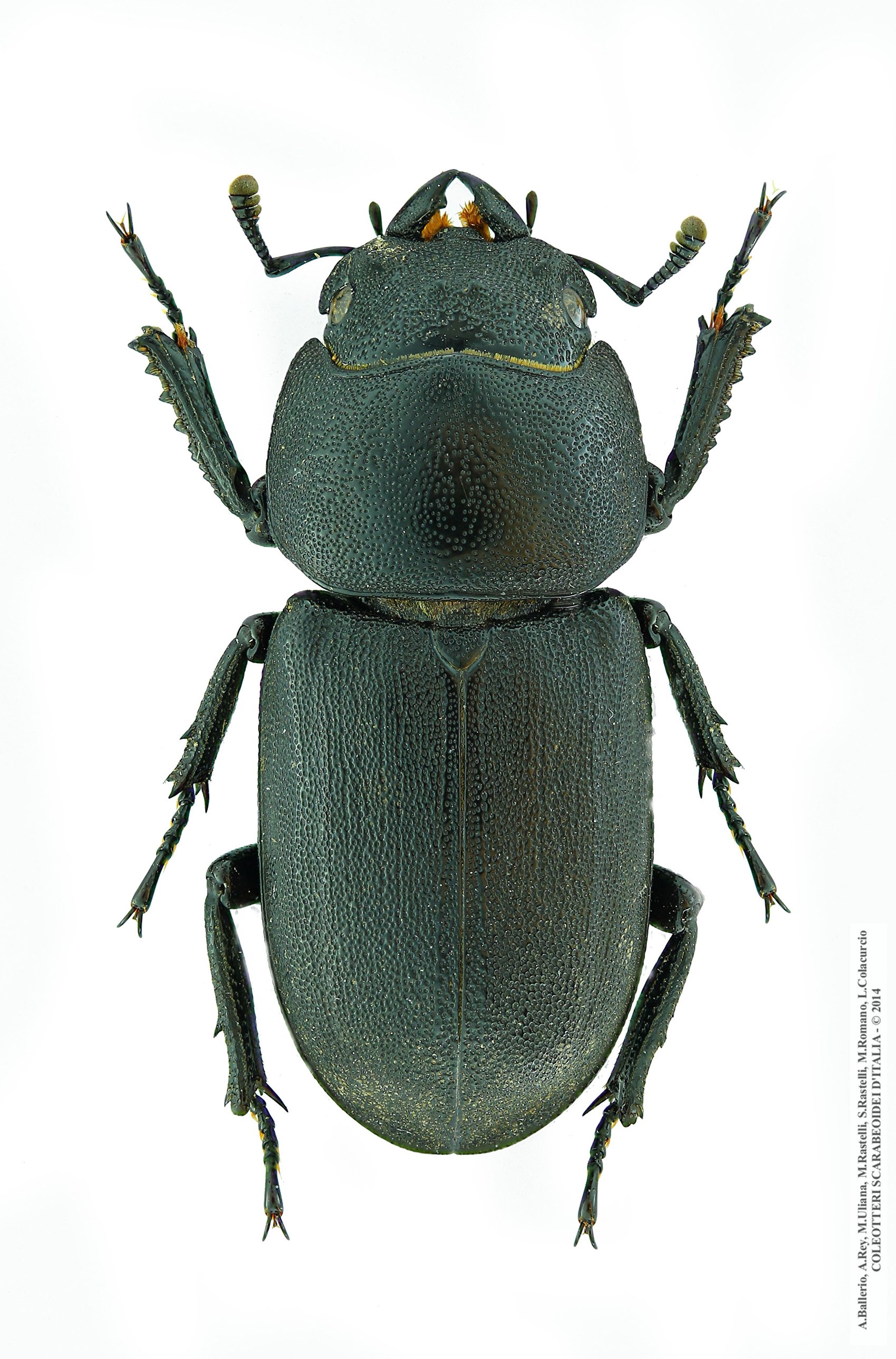 Dorcus parallelipipedus, femmina